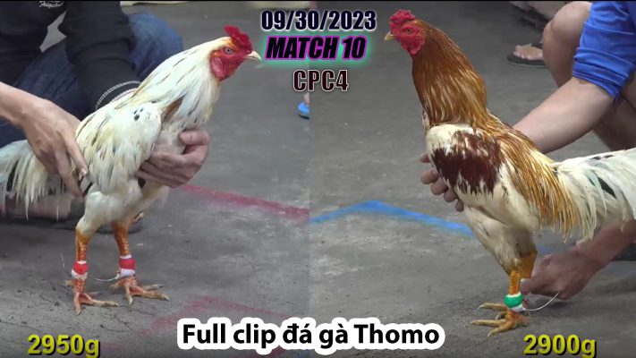 CPC4- TRẬN 10| đá gà Thomo | 09/30/2023