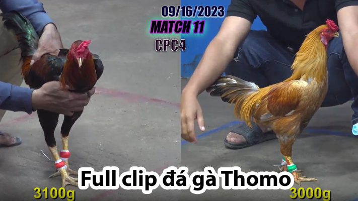 CPC4- TRẬN 11 | đá gà Thomo | 09/16/2023