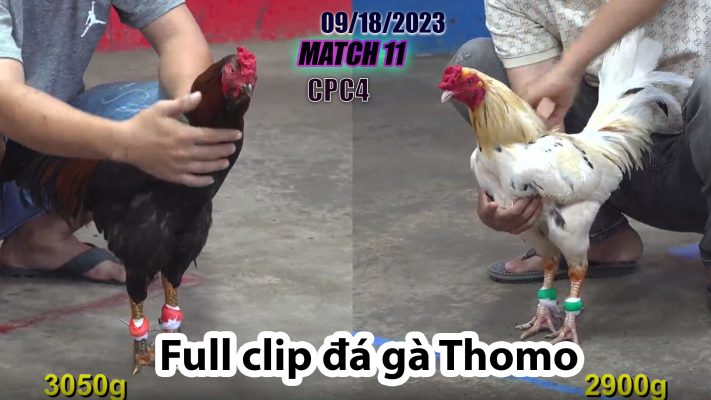 CPC4- TRẬN 11 | đá gà Thomo | 09/18/2023