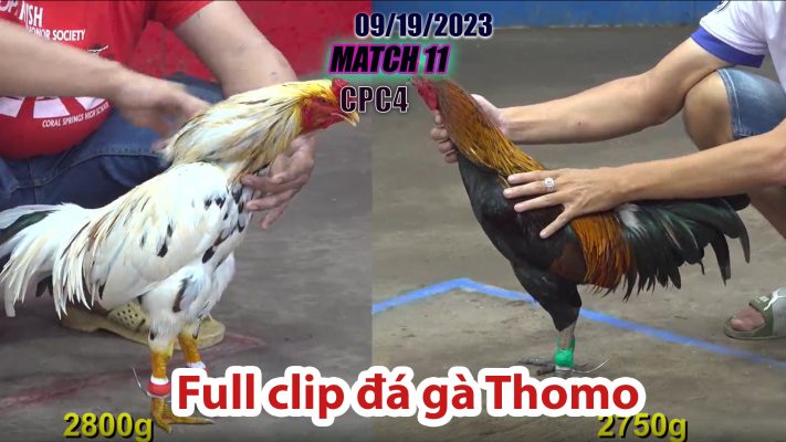 CPC4- TRẬN 11 | đá gà Thomo | 09/19/2023