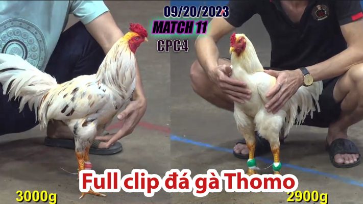 CPC4- TRẬN 11 | đá gà Thomo | 09/20/2023