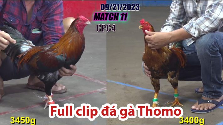 CPC4- TRẬN 11 | đá gà Thomo | 09/21/2023