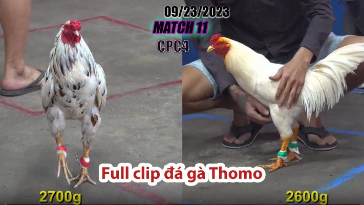 CPC4- TRẬN 11 | đá gà Thomo | 09/23/2023