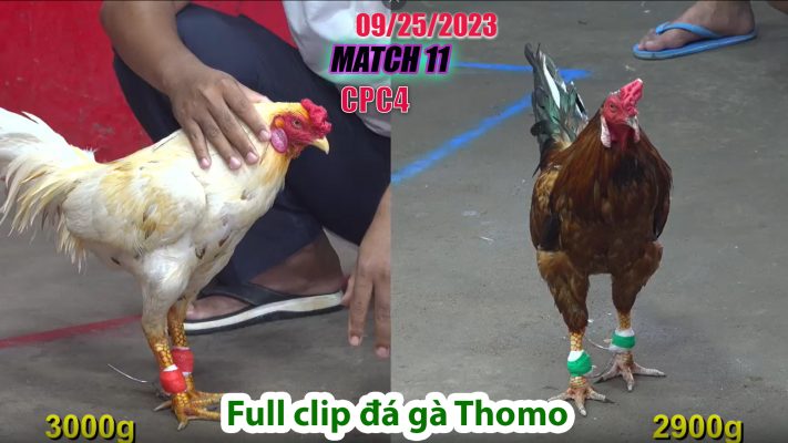 CPC4- TRẬN 11 | đá gà Thomo | 09/25/2023