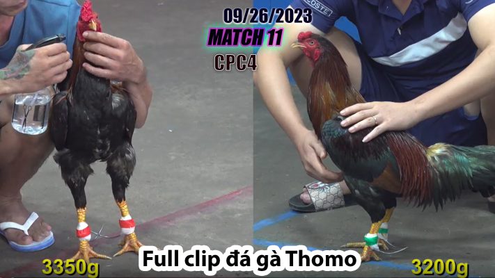 CPC4- TRẬN 11 | đá gà Thomo | 09/26/2023