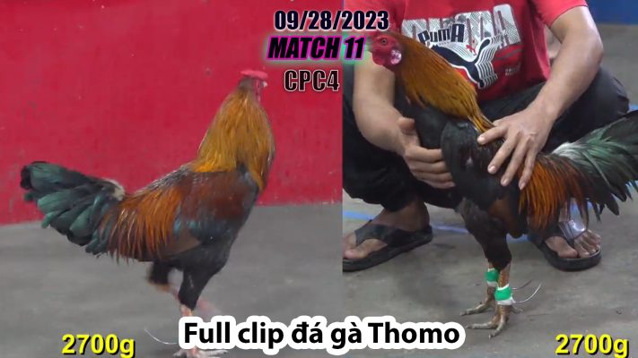 CPC4- TRẬN 11 | đá gà Thomo | 09/28/2023