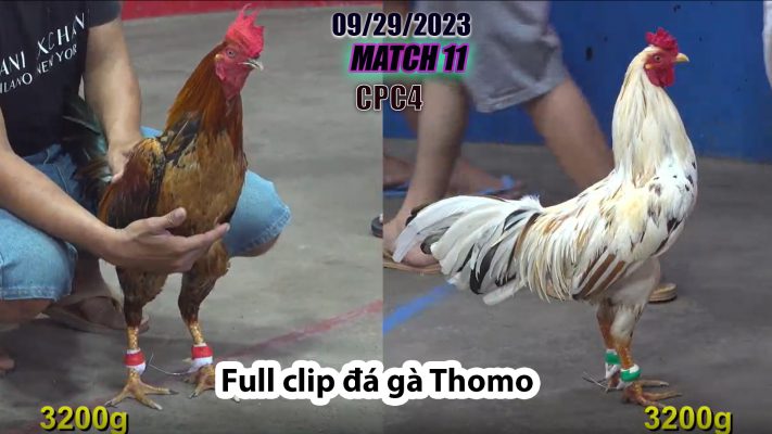 CPC4- TRẬN 11 | đá gà Thomo | 09/29/2023