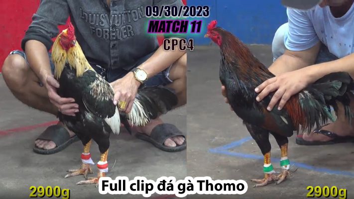 CPC4- TRẬN 11 | đá gà Thomo | 09/30/2023