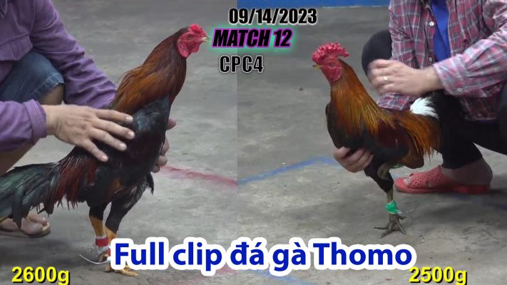 CPC4- TRẬN 12 | đá gà Thomo | 09/14/2023