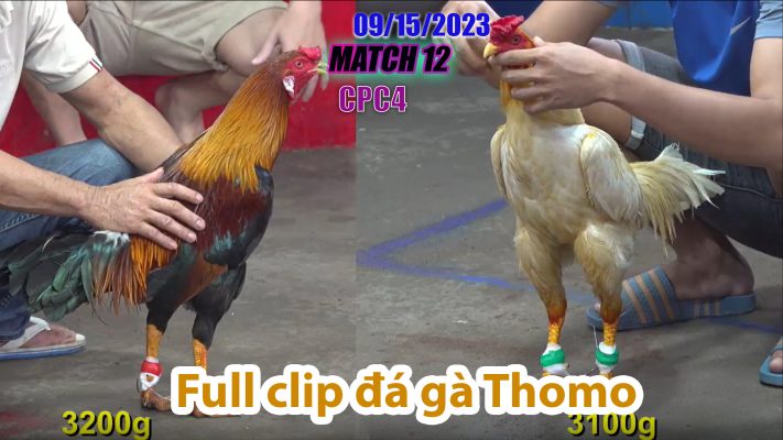 CPC4- TRẬN 12 | đá gà Thomo | 09/15/2023