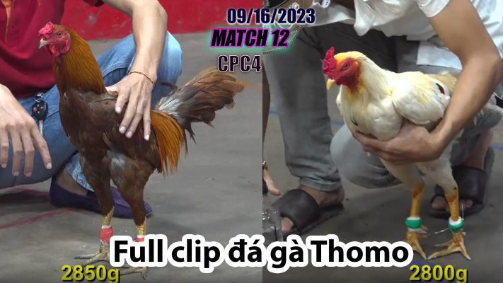 CPC4- TRẬN 12 | đá gà Thomo | 09/16/2023