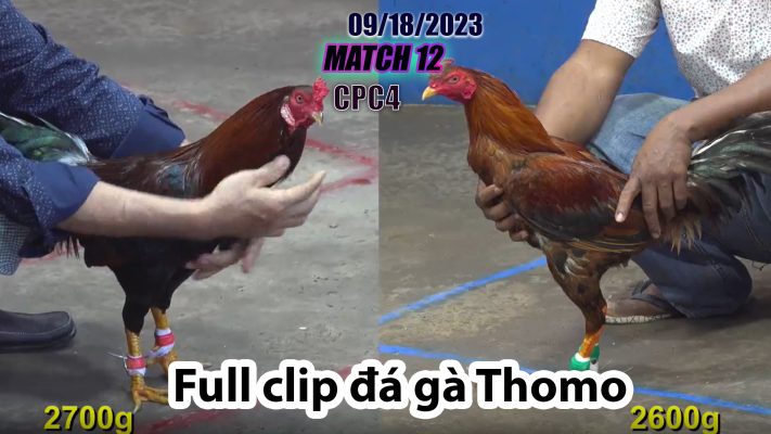 CPC4- TRẬN 12 | đá gà Thomo | 09/18/2023