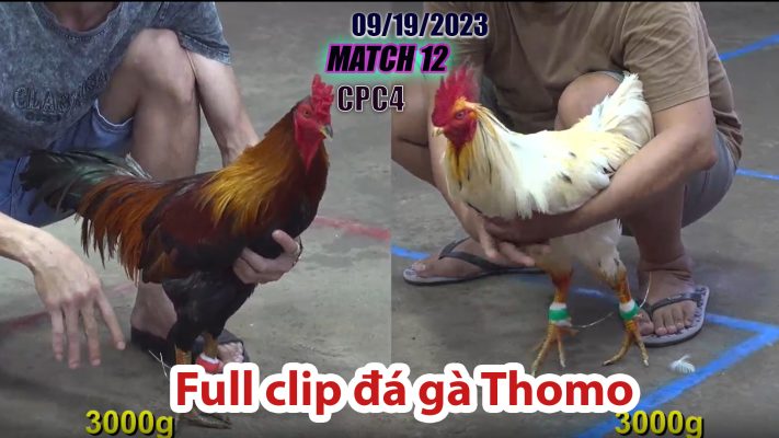 CPC4- TRẬN 12 | đá gà Thomo | 09/19/2023