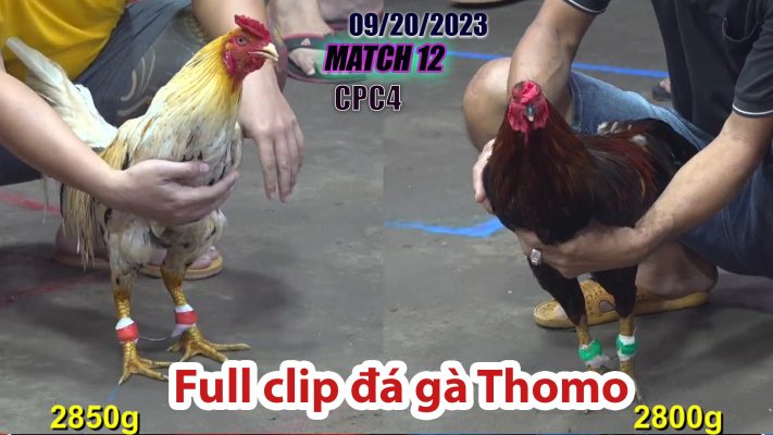 CPC4- TRẬN 12 | đá gà Thomo | 09/20/2023