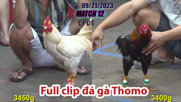 CPC4- TRẬN 12 | đá gà Thomo | 09/21/2023