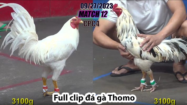 CPC4- TRẬN 12 | đá gà Thomo | 09/27/2023