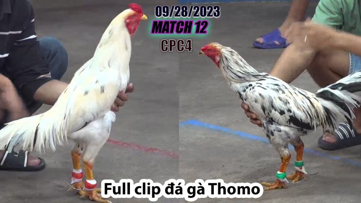 CPC4- TRẬN 12 | đá gà Thomo | 09/28/2023