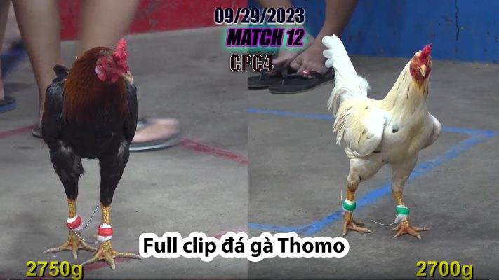 CPC4- TRẬN 12| đá gà Thomo | 09/29/2023