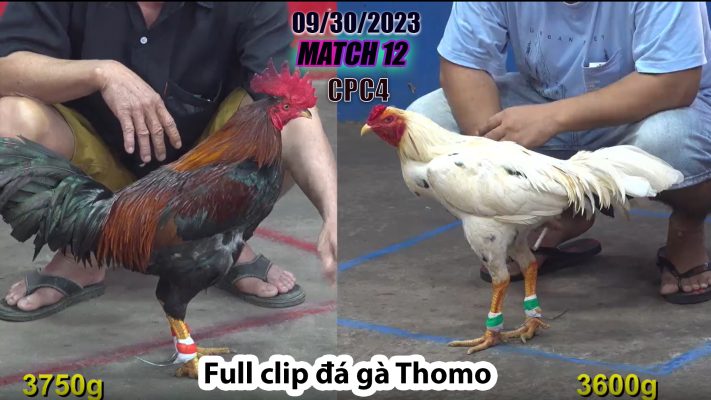 CPC4- TRẬN 12 | đá gà Thomo | 09/30/2023