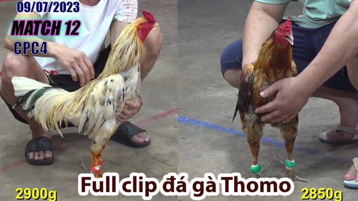 CPC4- TRẬN 12 | đá gà Thomo | 09/07/2023