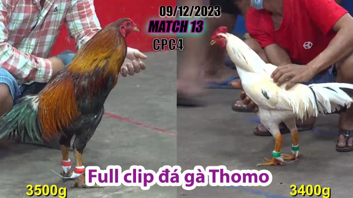 CPC4- TRẬN 13 | đá gà Thomo | 09/12/2023