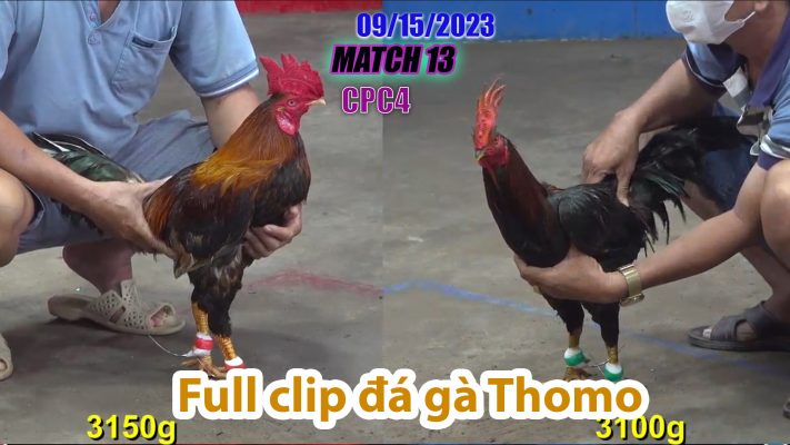 CPC4- TRẬN 13 | đá gà Thomo | 09/15/2023