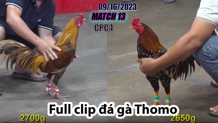 CPC4- TRẬN 13 | đá gà Thomo | 09/16/2023