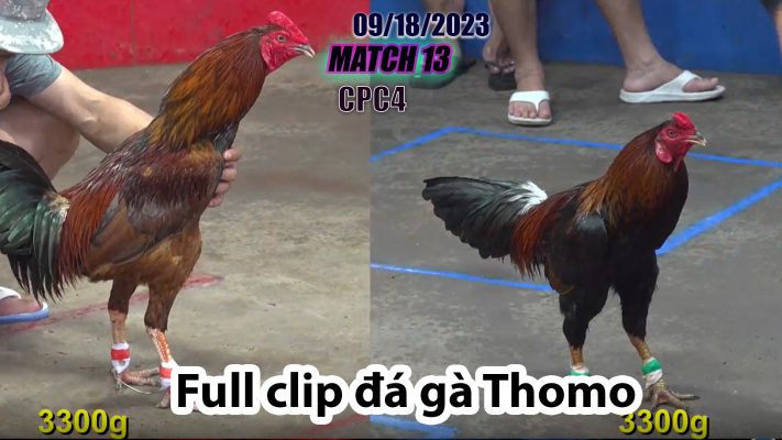 CPC4- TRẬN 13 | đá gà Thomo | 09/18/2023