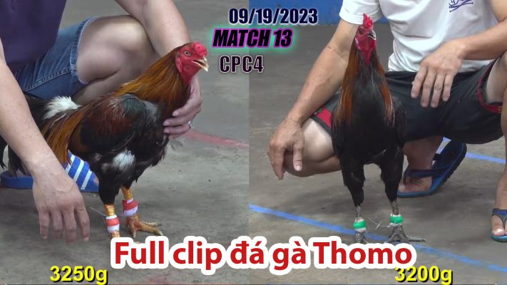 CPC4- TRẬN 13 | đá gà Thomo | 09/19/2023