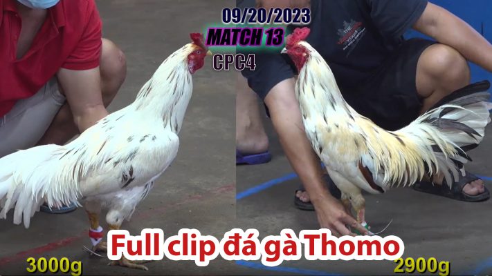 CPC4- TRẬN 13 | đá gà Thomo | 09/20/2023