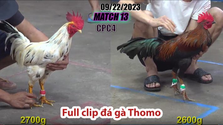 CPC4- TRẬN 13 | đá gà Thomo | 09/22/2023