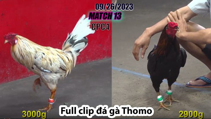 CPC4- TRẬN 13 | đá gà Thomo | 09/26/2023