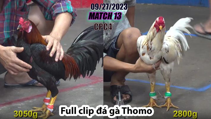 CPC4- TRẬN 13 | đá gà Thomo | 09/27/2023