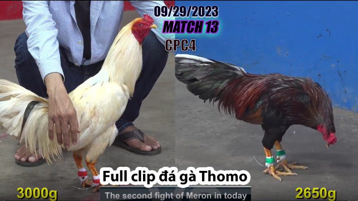 CPC4- TRẬN 13 | đá gà Thomo | 09/29/2023