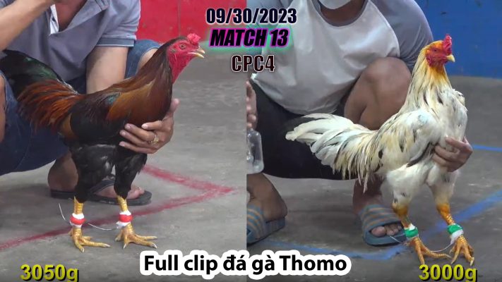 CPC4- TRẬN 13 | đá gà Thomo | 09/30/2023