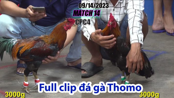 CPC4- TRẬN 14 | đá gà Thomo | 09/14/2023