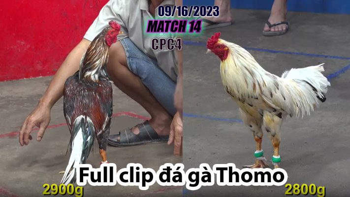 CPC4- TRẬN 14| đá gà Thomo | 09/16/2023