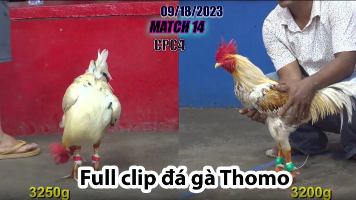 CPC4- TRẬN 14 | đá gà Thomo | 09/18/2023