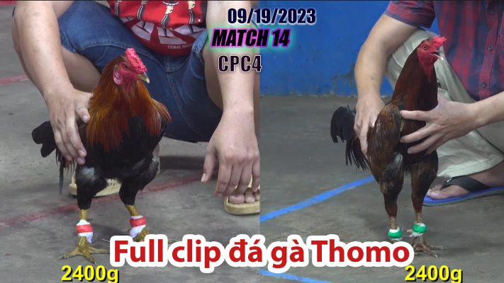 CPC4- TRẬN 14 | đá gà Thomo | 09/19/2023