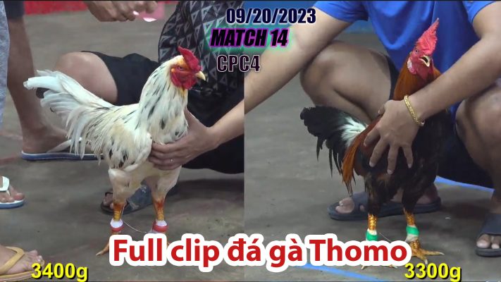 CPC4- TRẬN 14 | đá gà Thomo | 09/20/2023