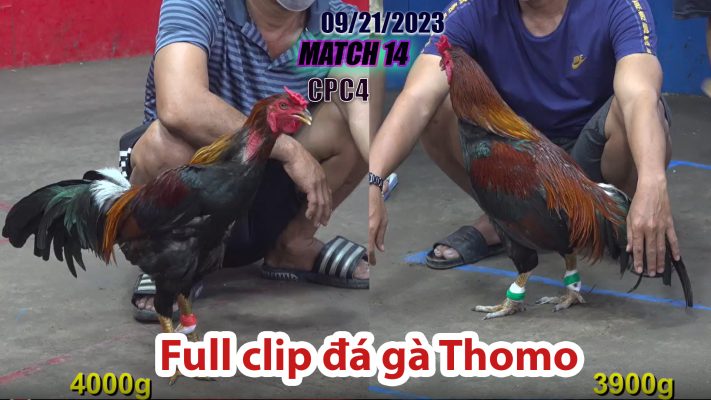 CPC4- TRẬN 14 | đá gà Thomo | 09/21/2023