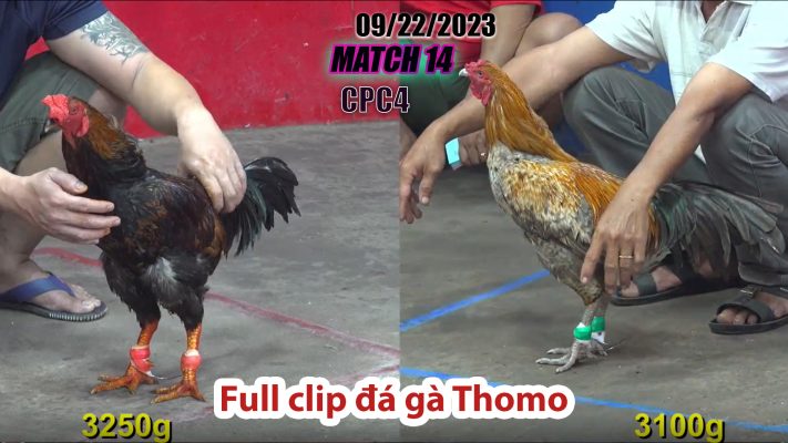 CPC4- TRẬN 14 | đá gà Thomo | 09/22/2023