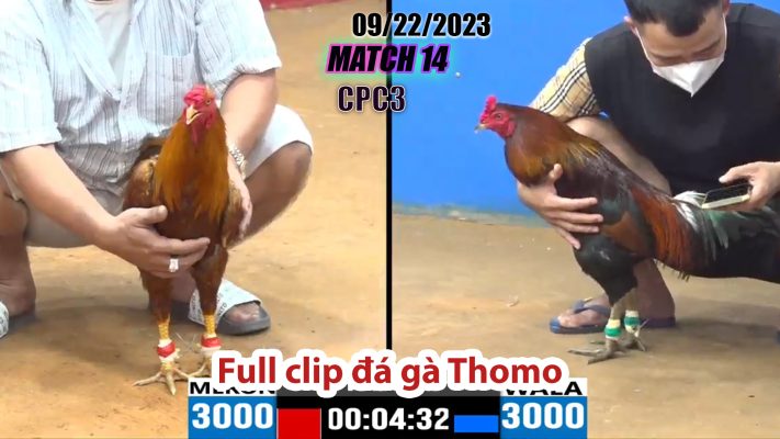 CPC3- TRẬN 14 | đá gà Thomo | 09/22/2023