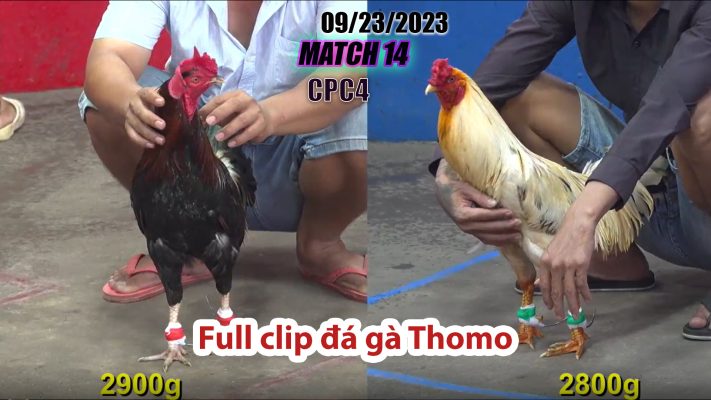 CPC4- TRẬN 14 | đá gà Thomo | 09/23/2023