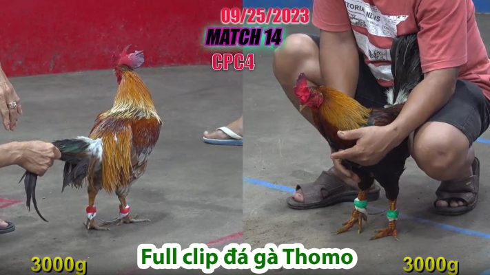 CPC4- TRẬN 14 | đá gà Thomo | 09/25/2023