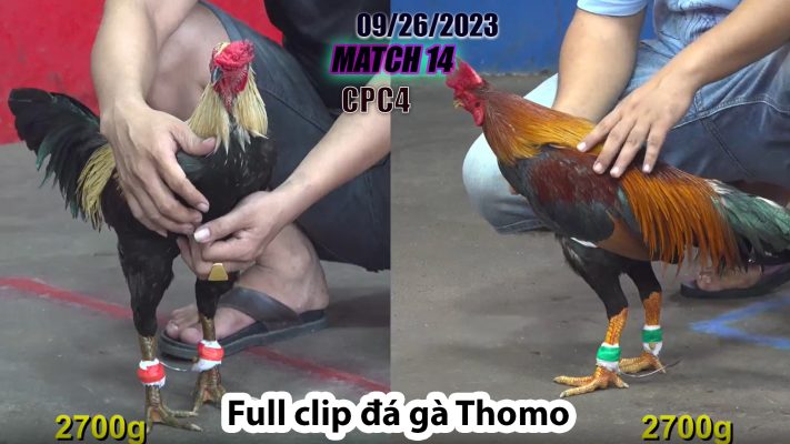 CPC4- TRẬN 14 | đá gà Thomo | 09/26/2023