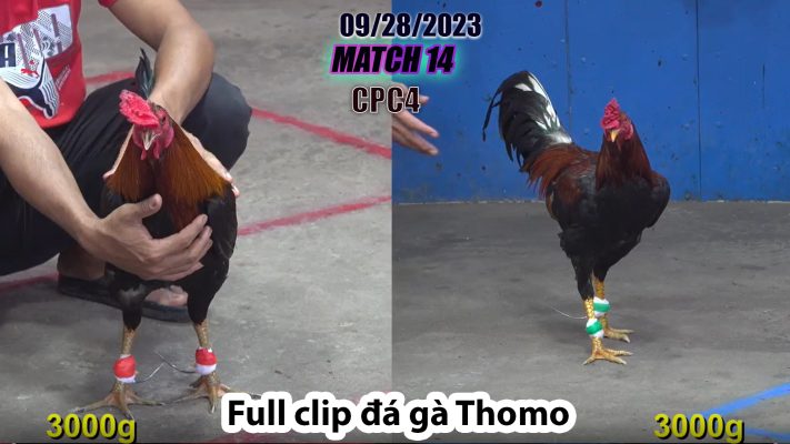 CPC4- TRẬN 14 | đá gà Thomo | 09/28/2023