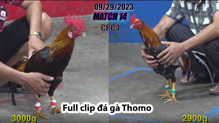 CPC4- TRẬN 14| đá gà Thomo | 09/29/2023