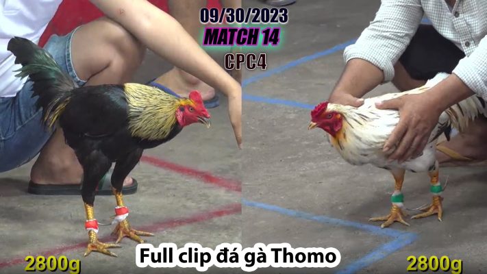 CPC4- TRẬN 14 | đá gà Thomo | 09/30/2023