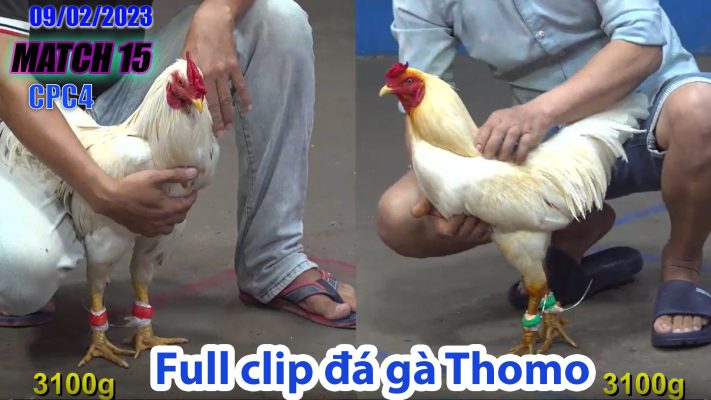 CPC4- TRẬN 15 | đá gà Thomo | 09/02/2023